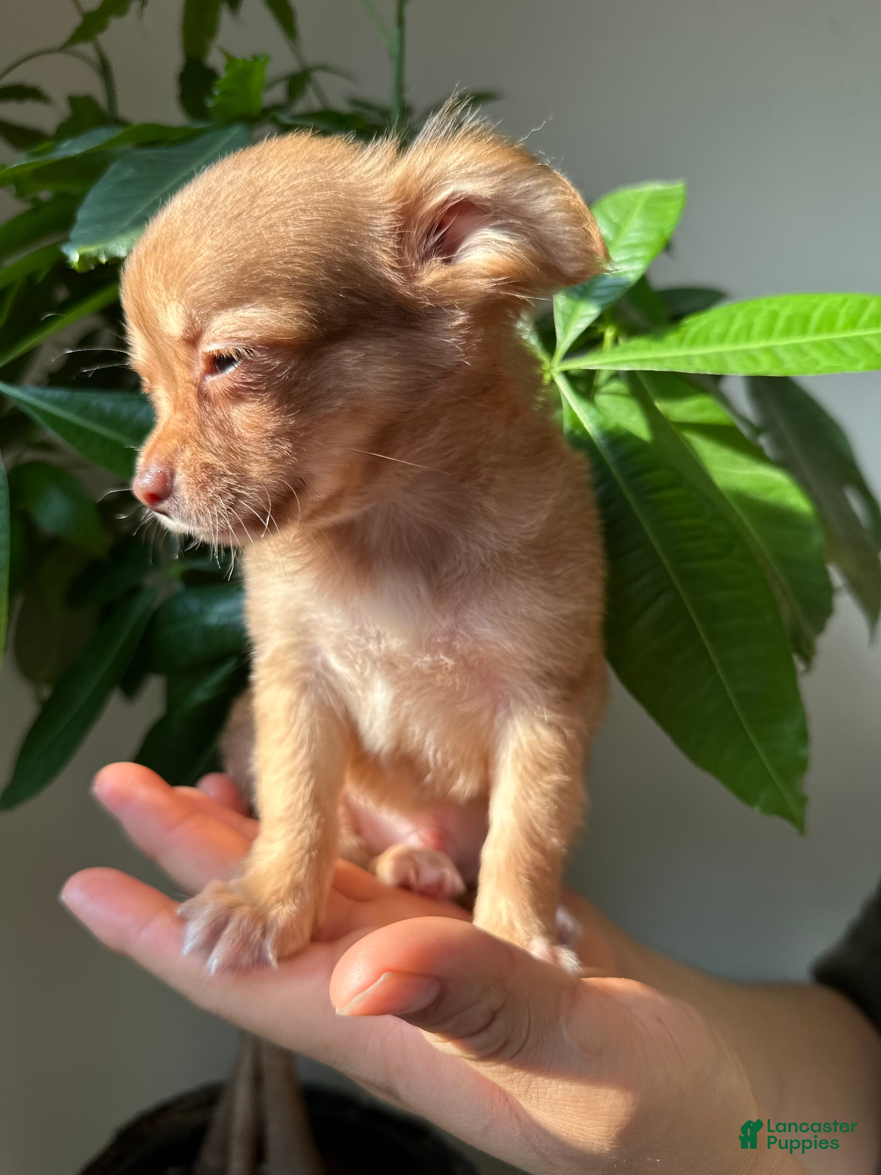 Chihuahua dogs sam - Ad 5