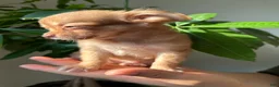 Chihuahua dogs for sale: sam - Ad 1