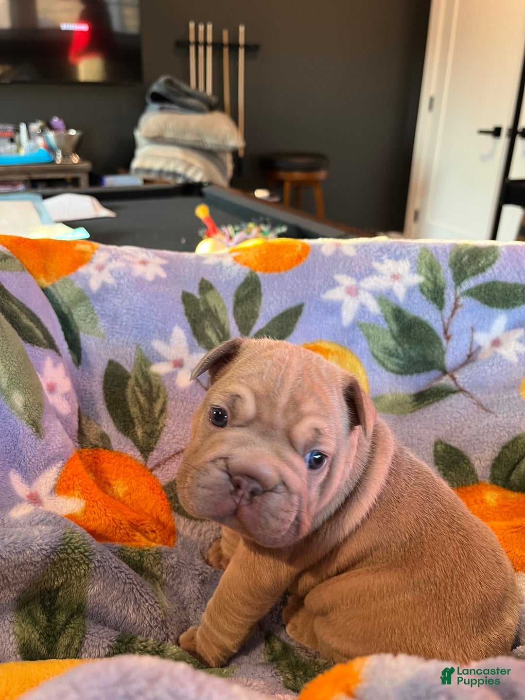 French Bulldog dogs for sale: French Bulldog Puppy 2 - Ad 2