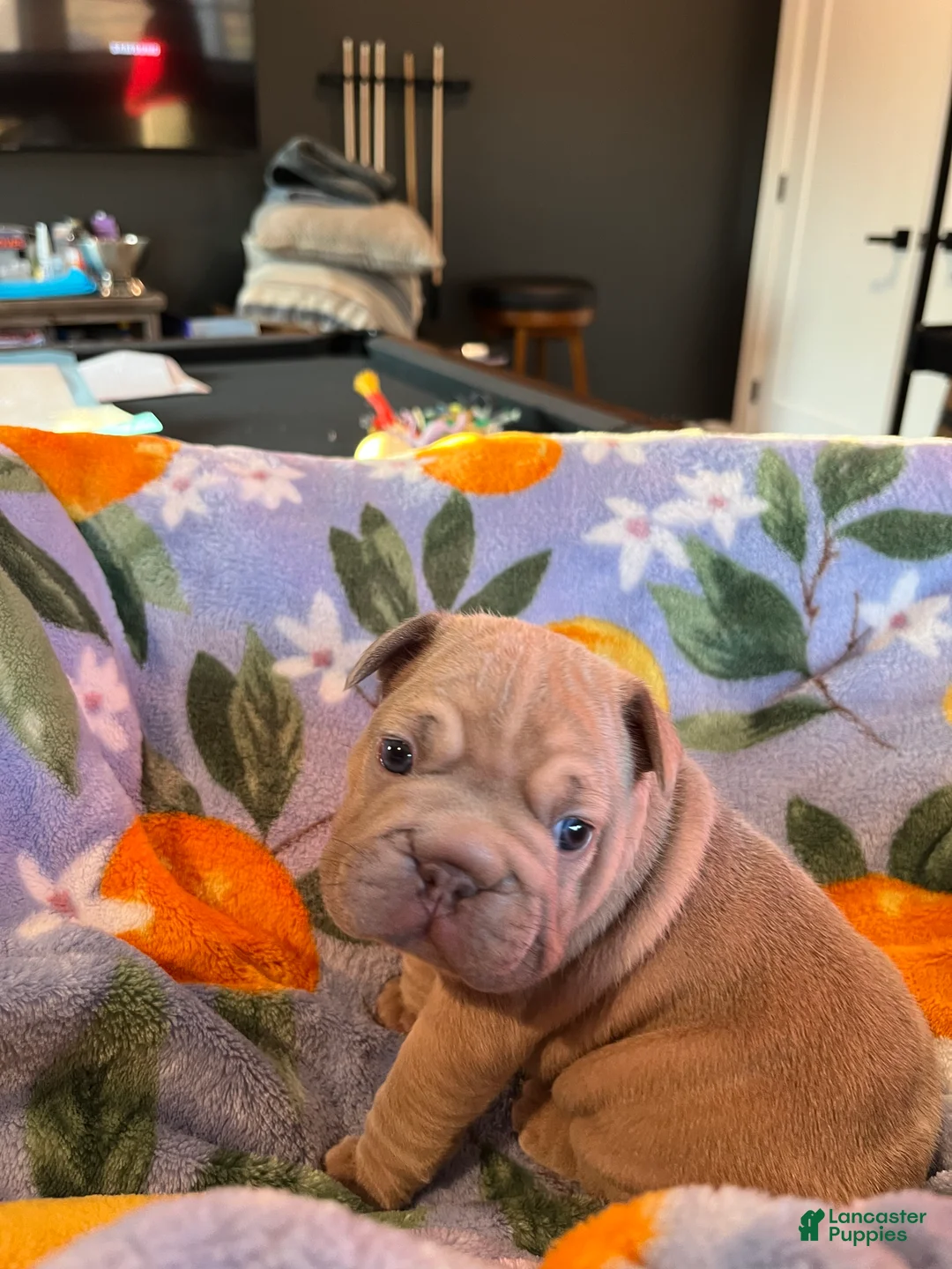 French Bulldog dogs for sale: French Bulldog Puppy 2 - Ad 3