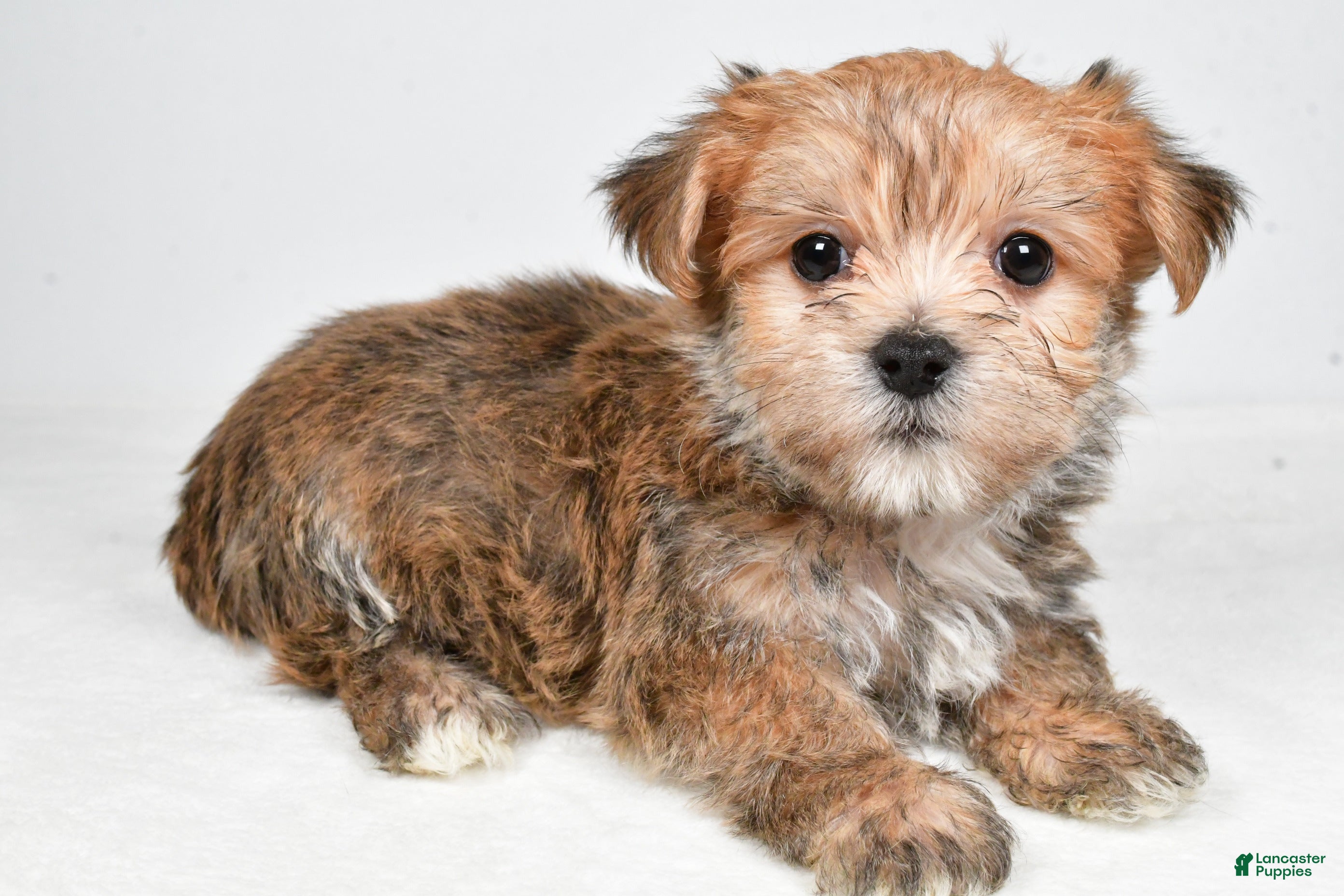 Morkie dogs Dustin - Ad 2