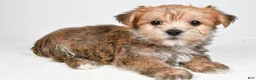 Morkie dogs for sale: Dustin - Ad 2