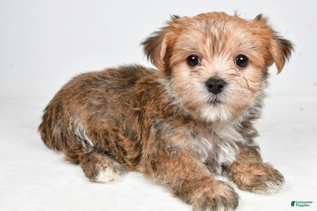 Morkie dogs for sale: Dustin - Ad 2