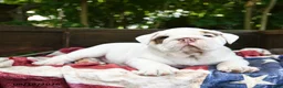 Olde English Bulldogge dogs for sale: Steffy - Ad 3