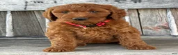 Irish Doodle dogs for sale: Brooklyn - Ad 4