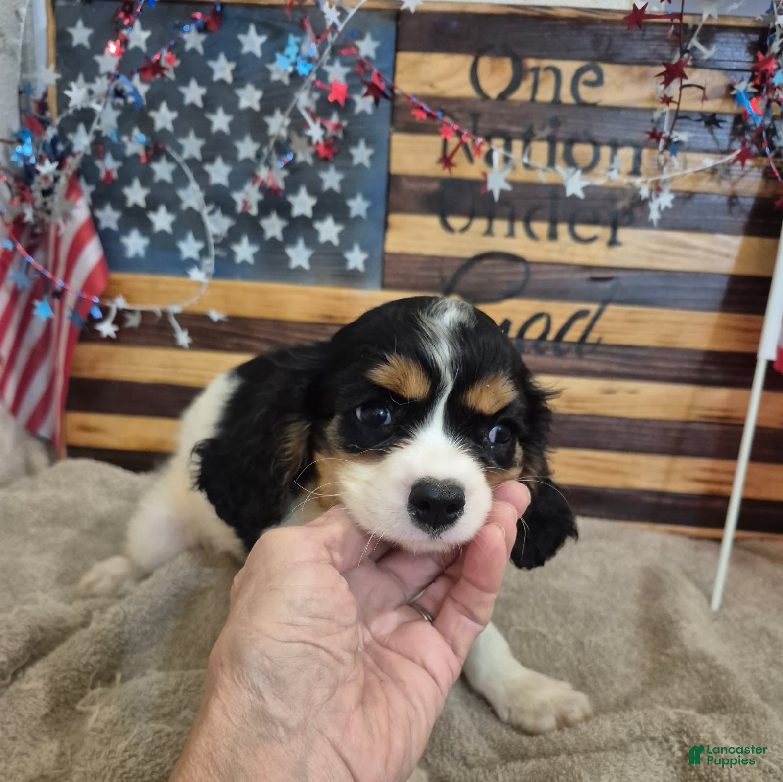 Cavalier King Charles Spaniel dogs Leo - Ad 1