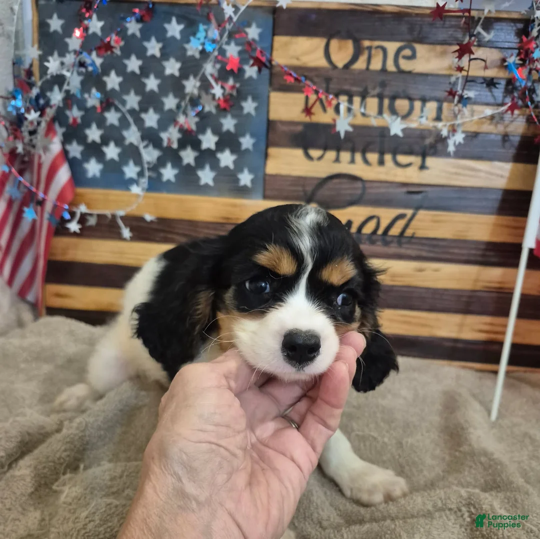 Cavalier King Charles Spaniel dogs for sale: Leo - Ad 1