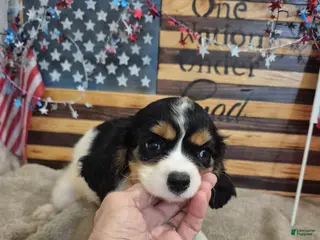 Cavalier King Charles Spaniel dogs for sale: Leo - Ad 1