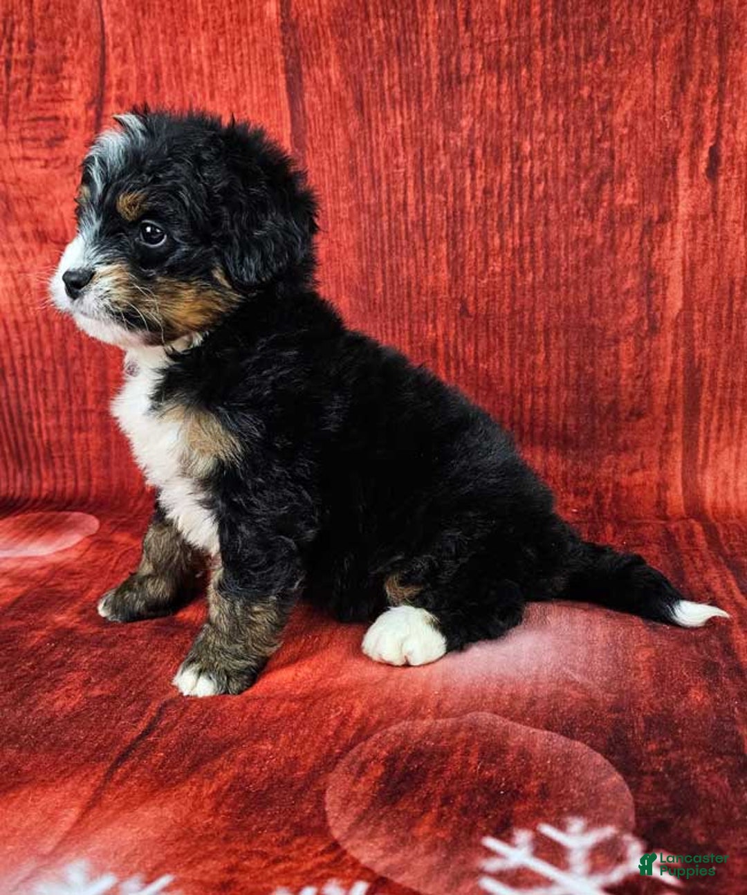 Mini Bernedoodle dogs for sale: Hickory - Ad 3