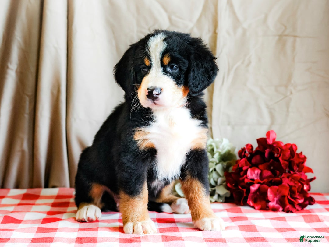 Bernese Mountain Dog dogs for sale: Max - Ad 1