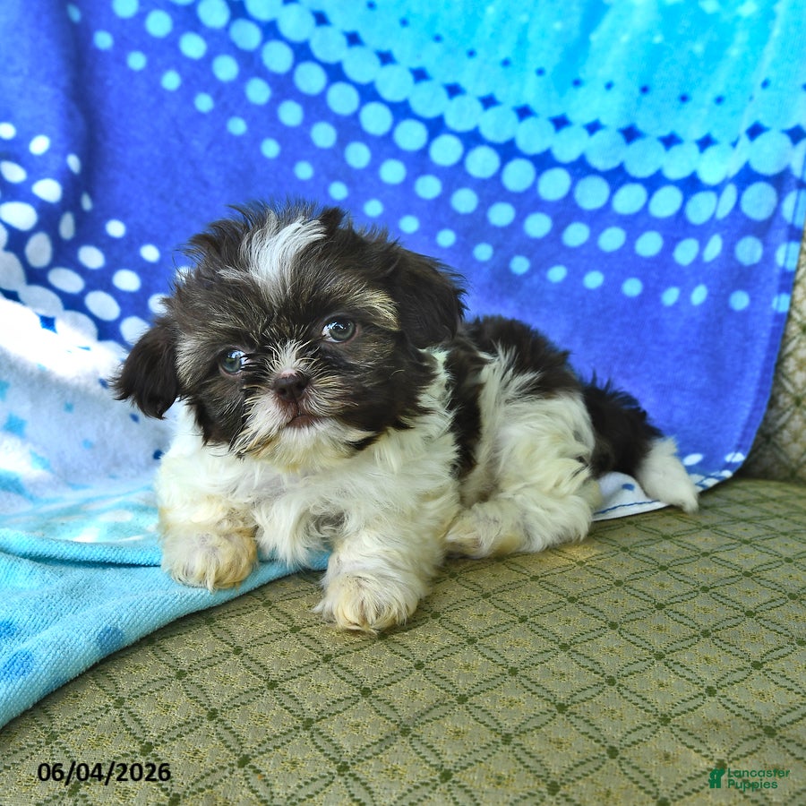 Shih Tzu dogs Mary - Ad 2