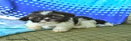 Shih Tzu dogs for sale: Mary - Ad 1