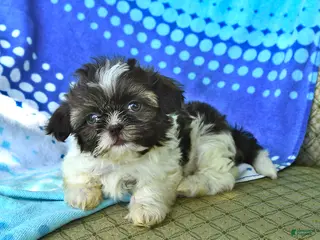 Shih Tzu dogs for sale: Mary - Ad 2