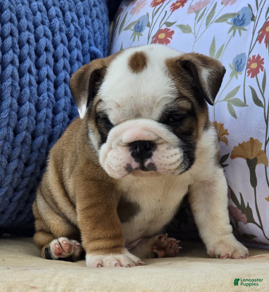 English Bulldog dogs for sale: Bulldozer  - Ad 5