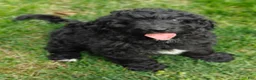 Bernedoodle dogs for sale: Espresso  - Ad 7