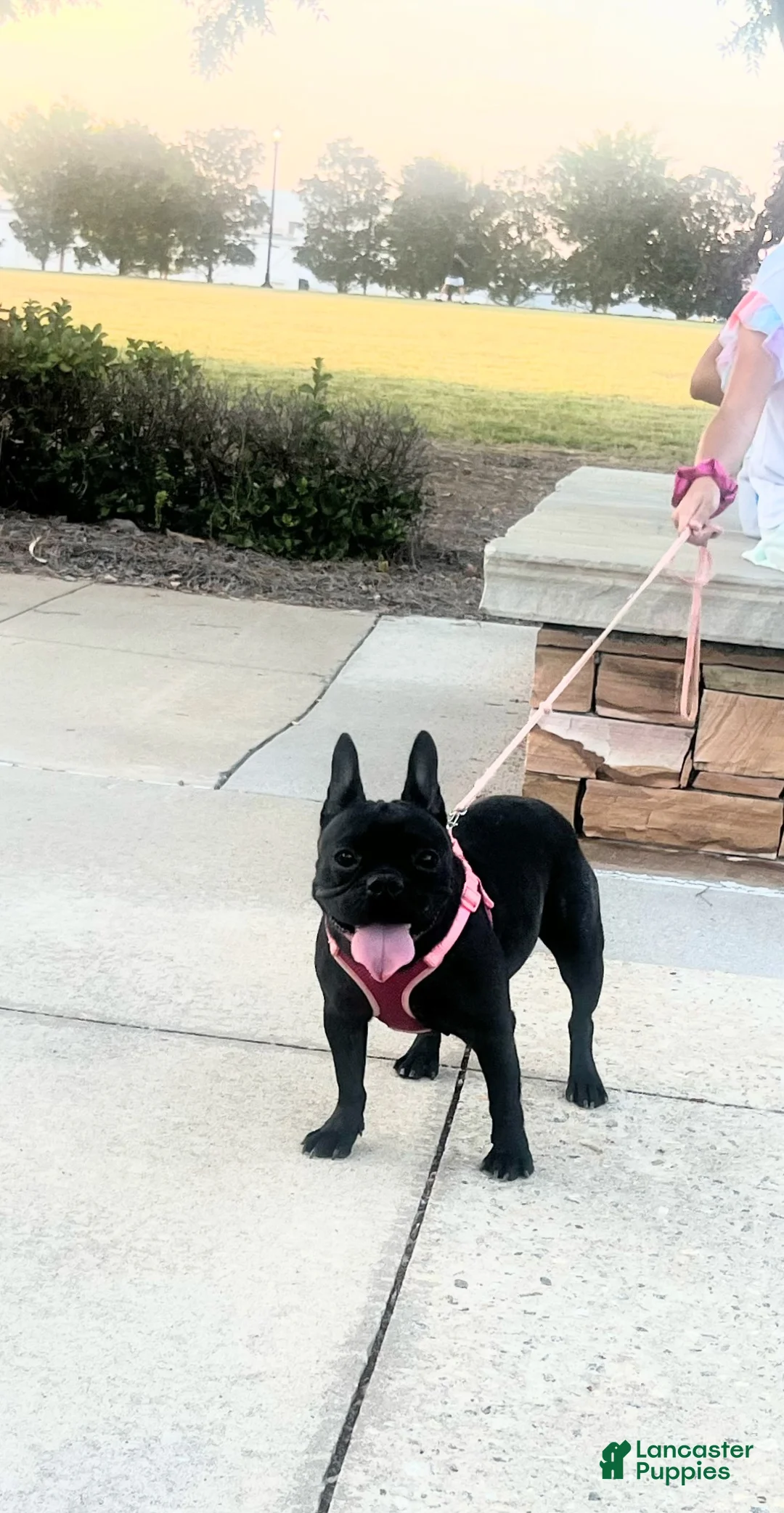 French Bulldog dogs for sale: French Bulldog Puppy 4 - Ad 3