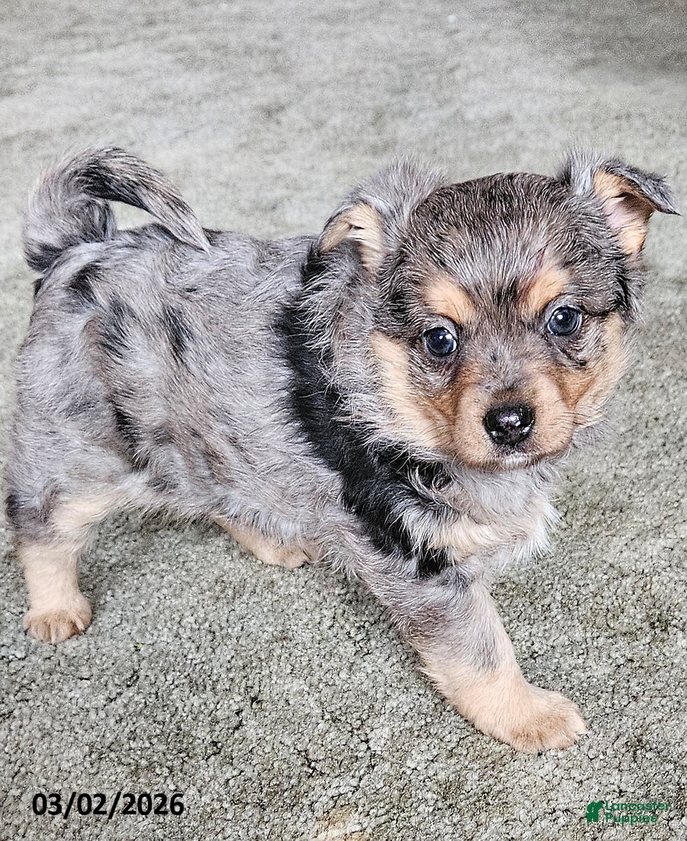 Mixed Breed dogs Smokey - Ad 1