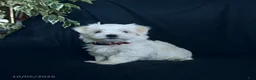 Maltese dogs for sale: Fifi - Ad 3