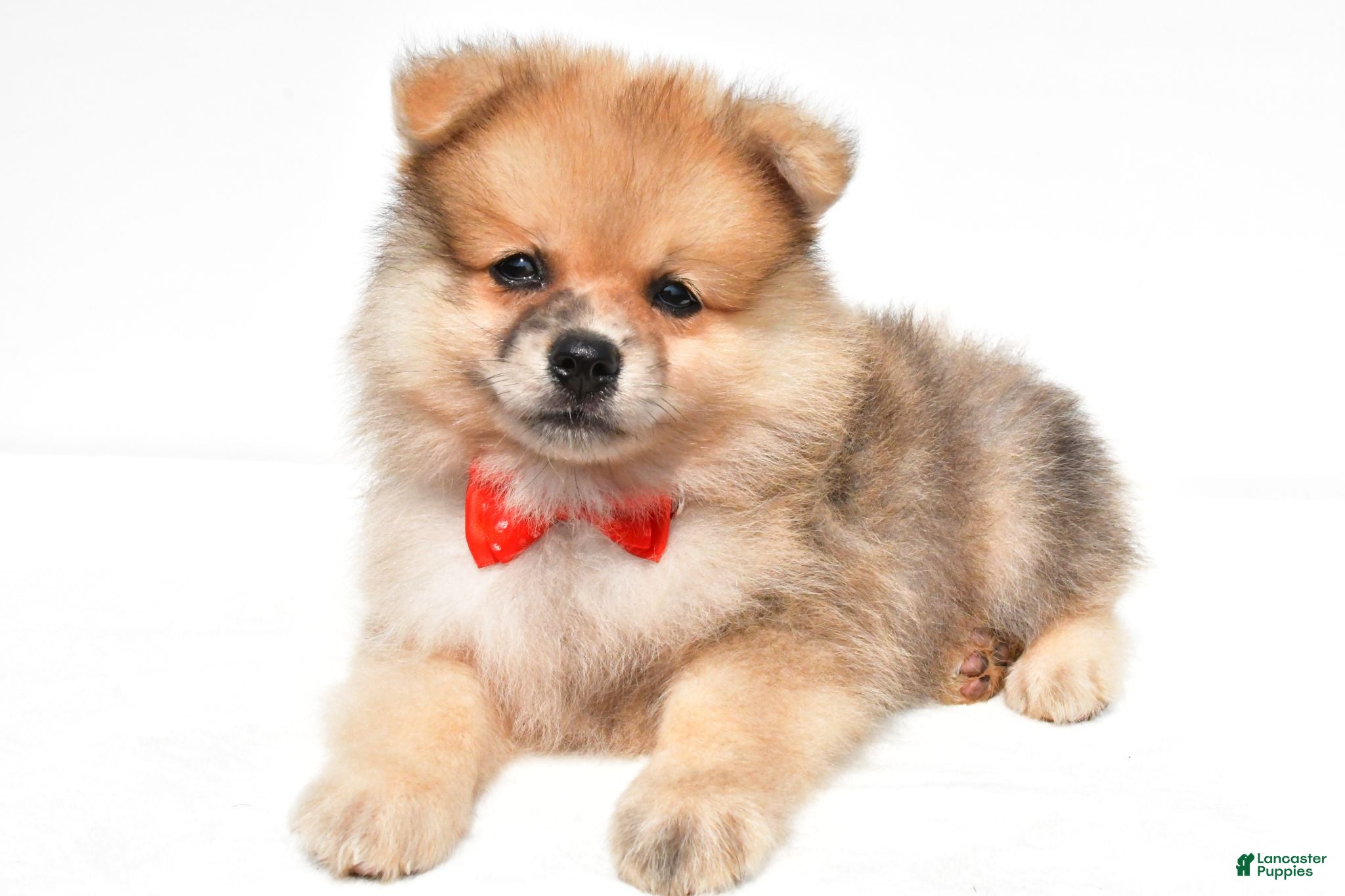 Pomeranian dogs Sonny - Ad 1