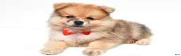 Pomeranian dogs for sale: Sonny - Ad 1