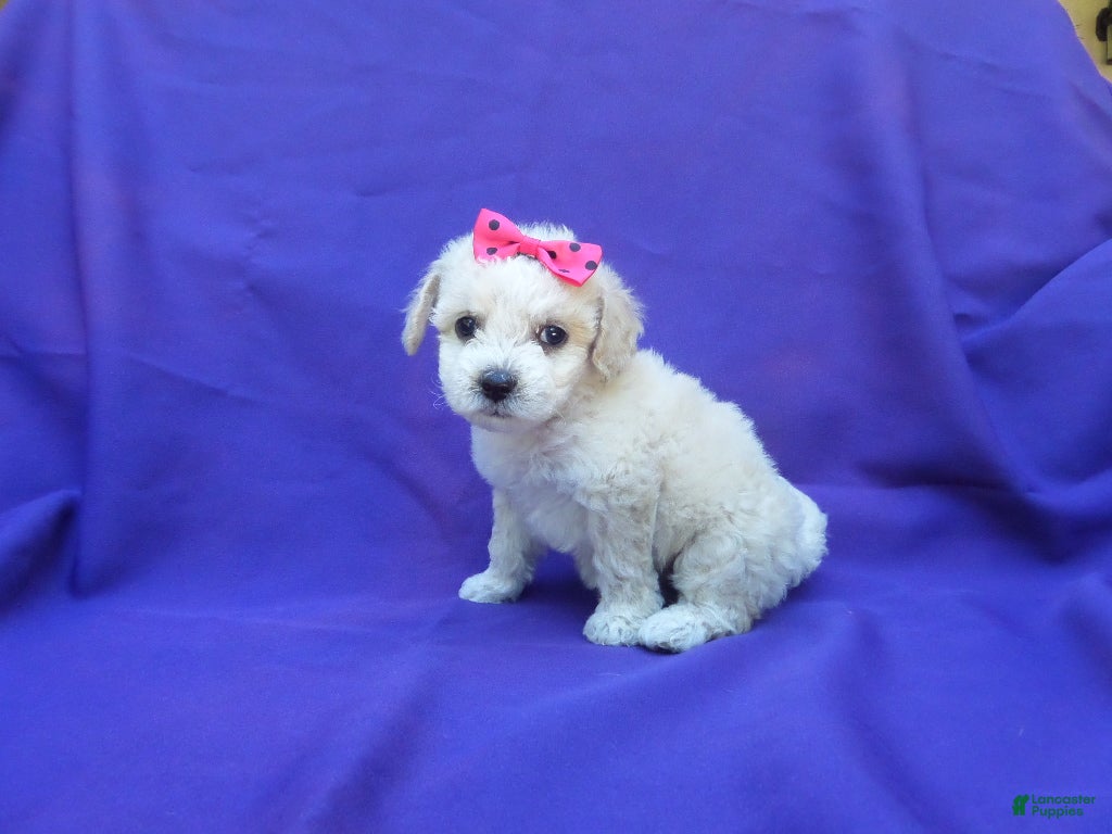 Toy Poodle dogs Lora - Ad 10