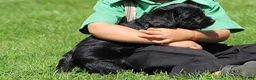 Mixed Breed dogs for sale: Blake - Ad 4
