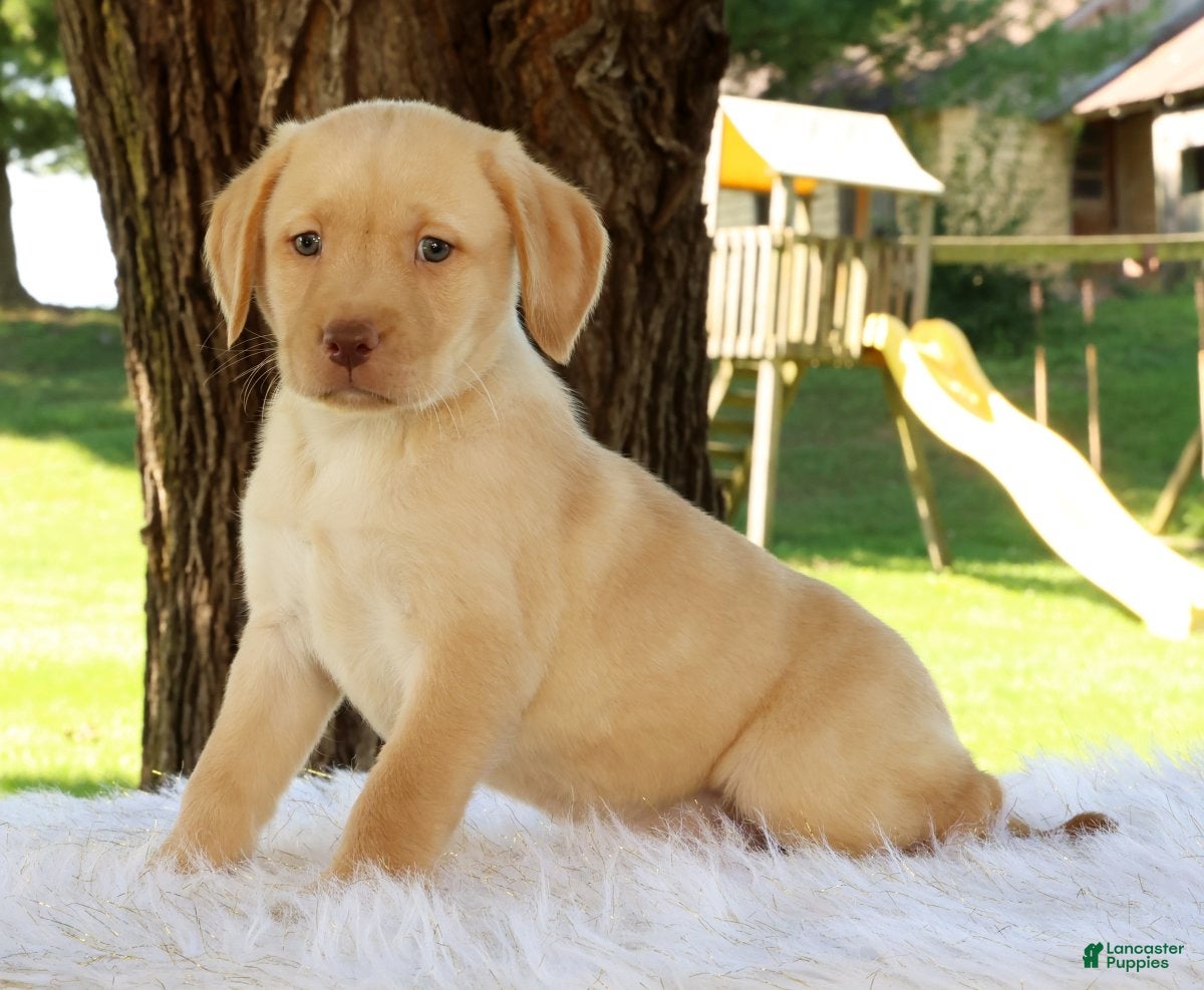 Labrador Retriever dogs Lola - Ad 1