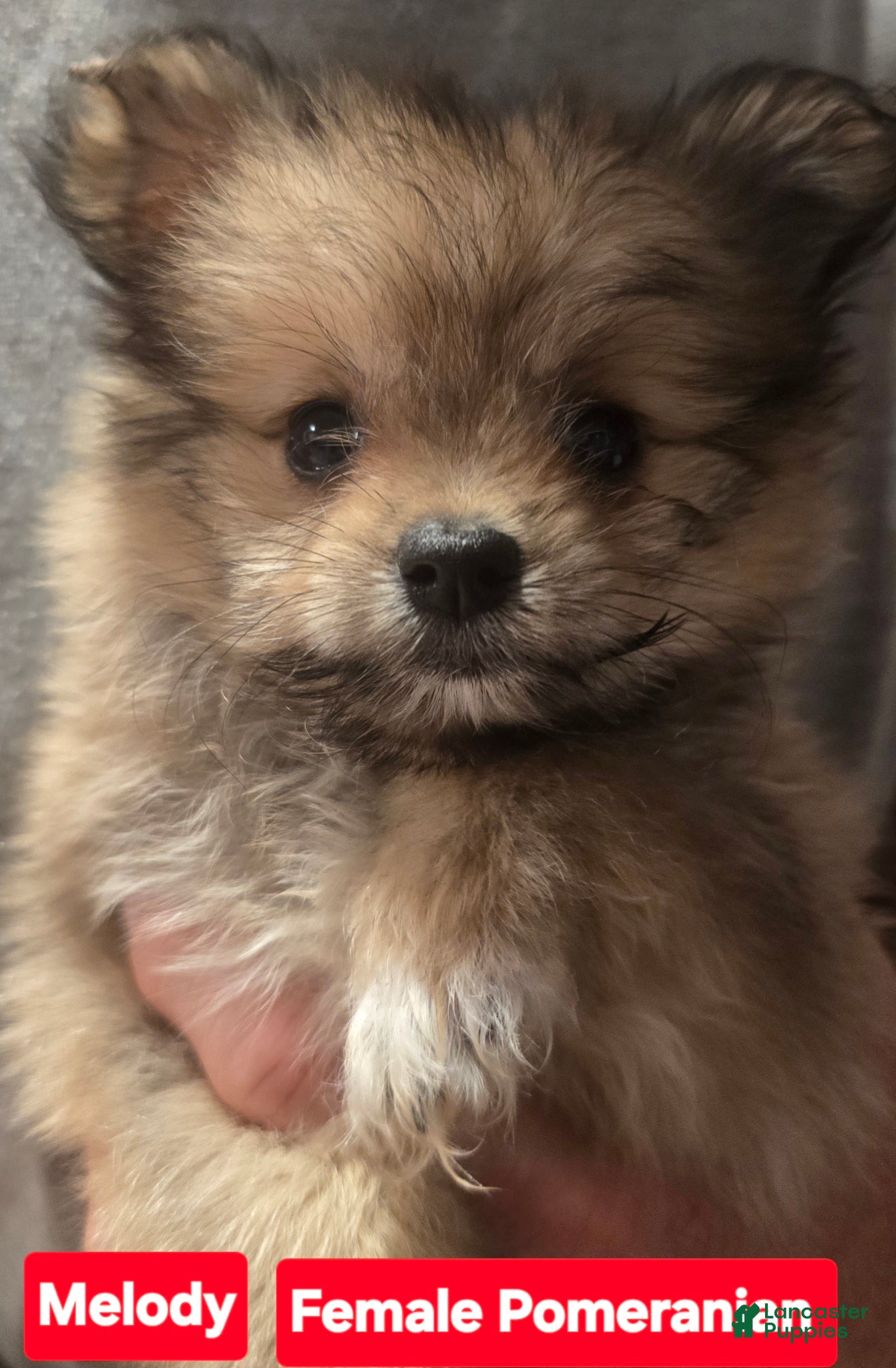 Pomeranian dogs Melody - Ad 1