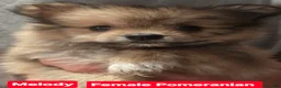 Pomeranian dogs for sale: Melody - Ad 1