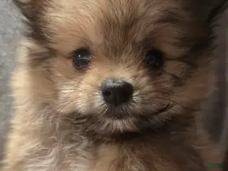Pomeranian dogs for sale: Melody - Ad 4