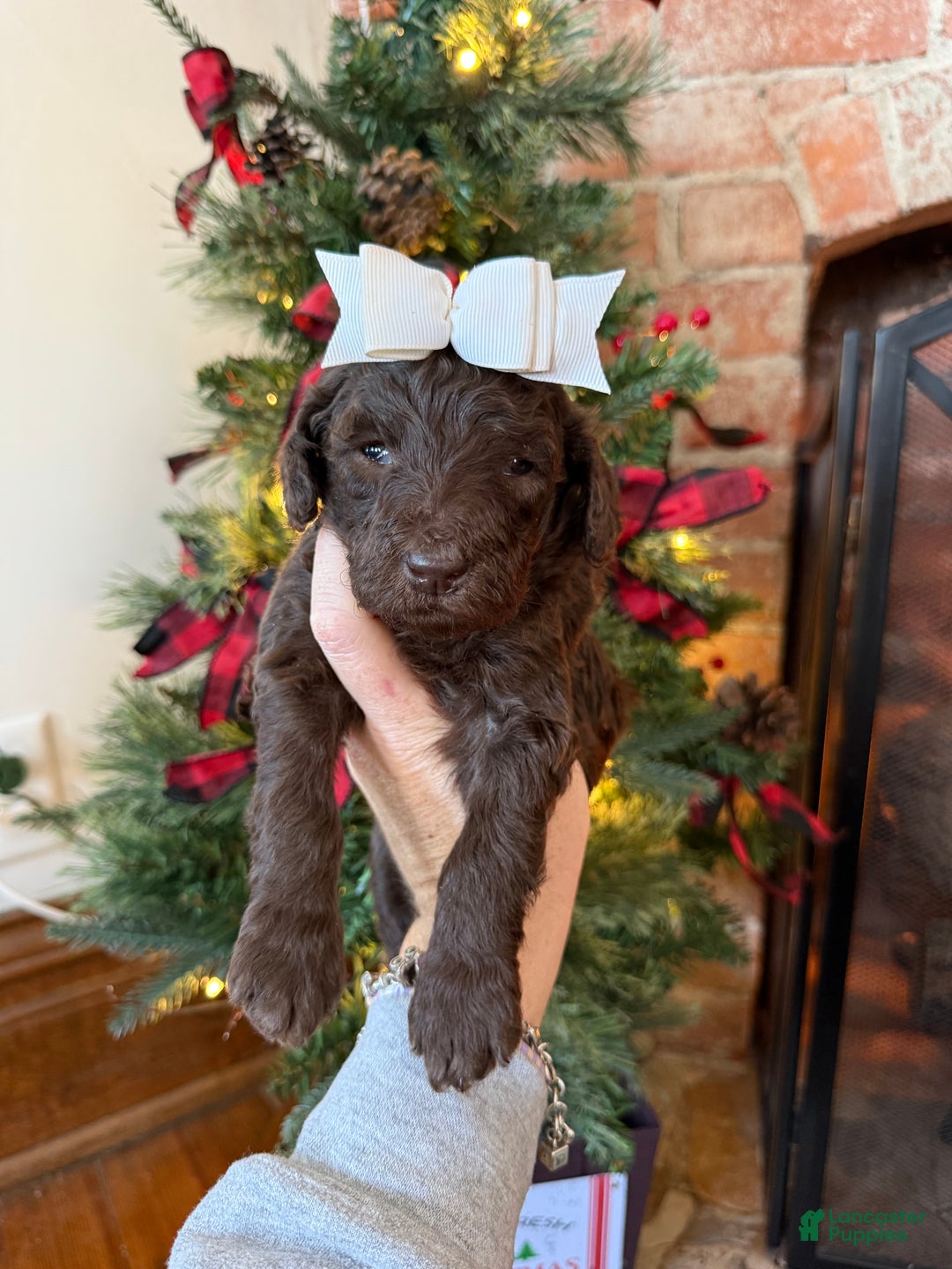 Mixed Breed dogs for sale: Polly - Ad 2