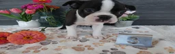 Boston Terrier dogs for sale: Boston Terrier 3 Stacy - Ad 5