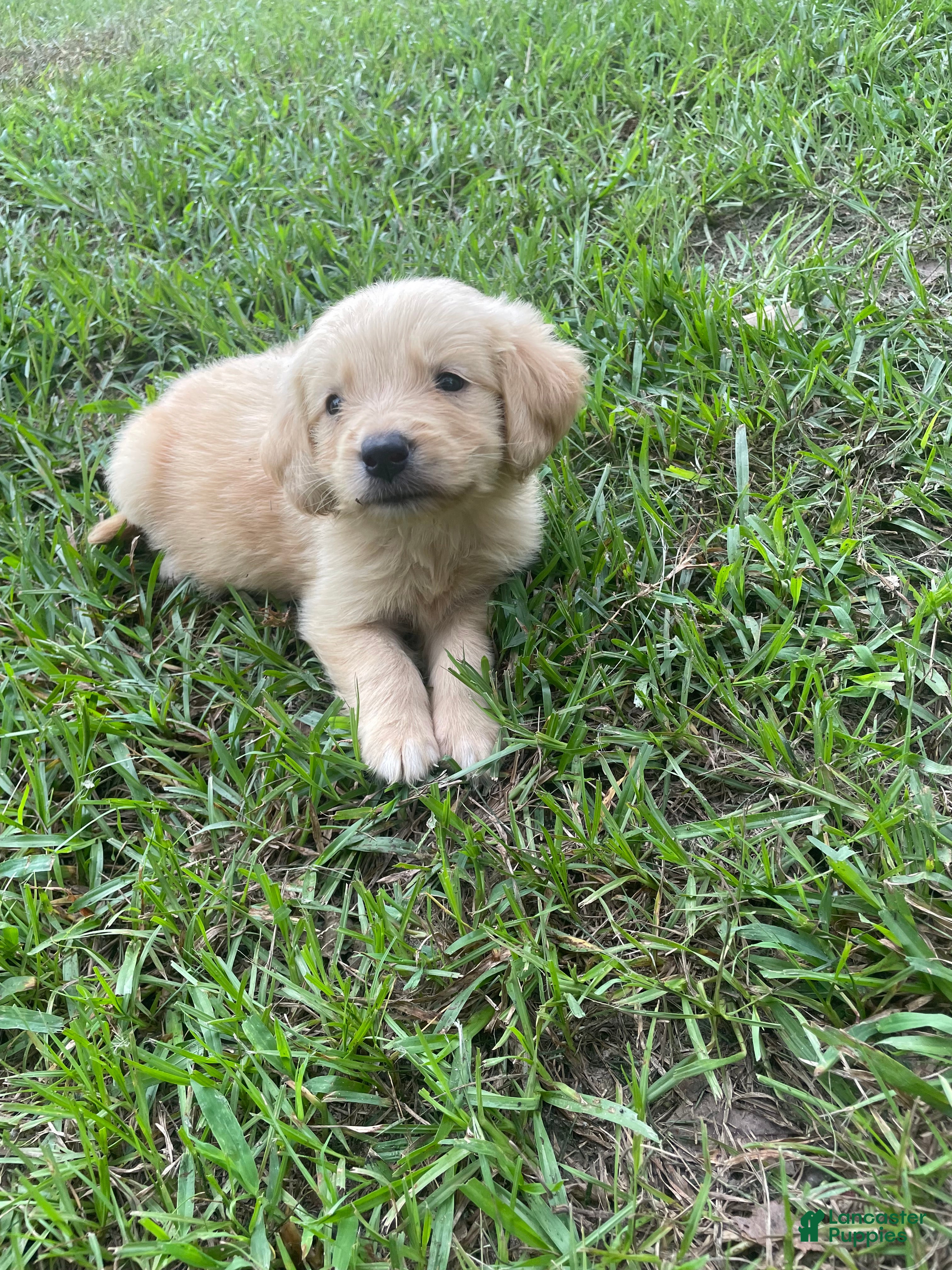 Golden Retriever dogs Max - Ad 1