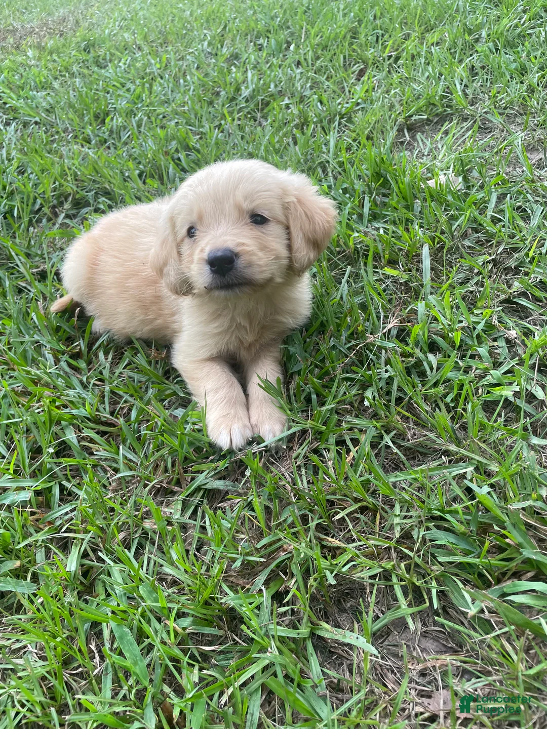 Golden Retriever dogs for sale: Max - Ad 1