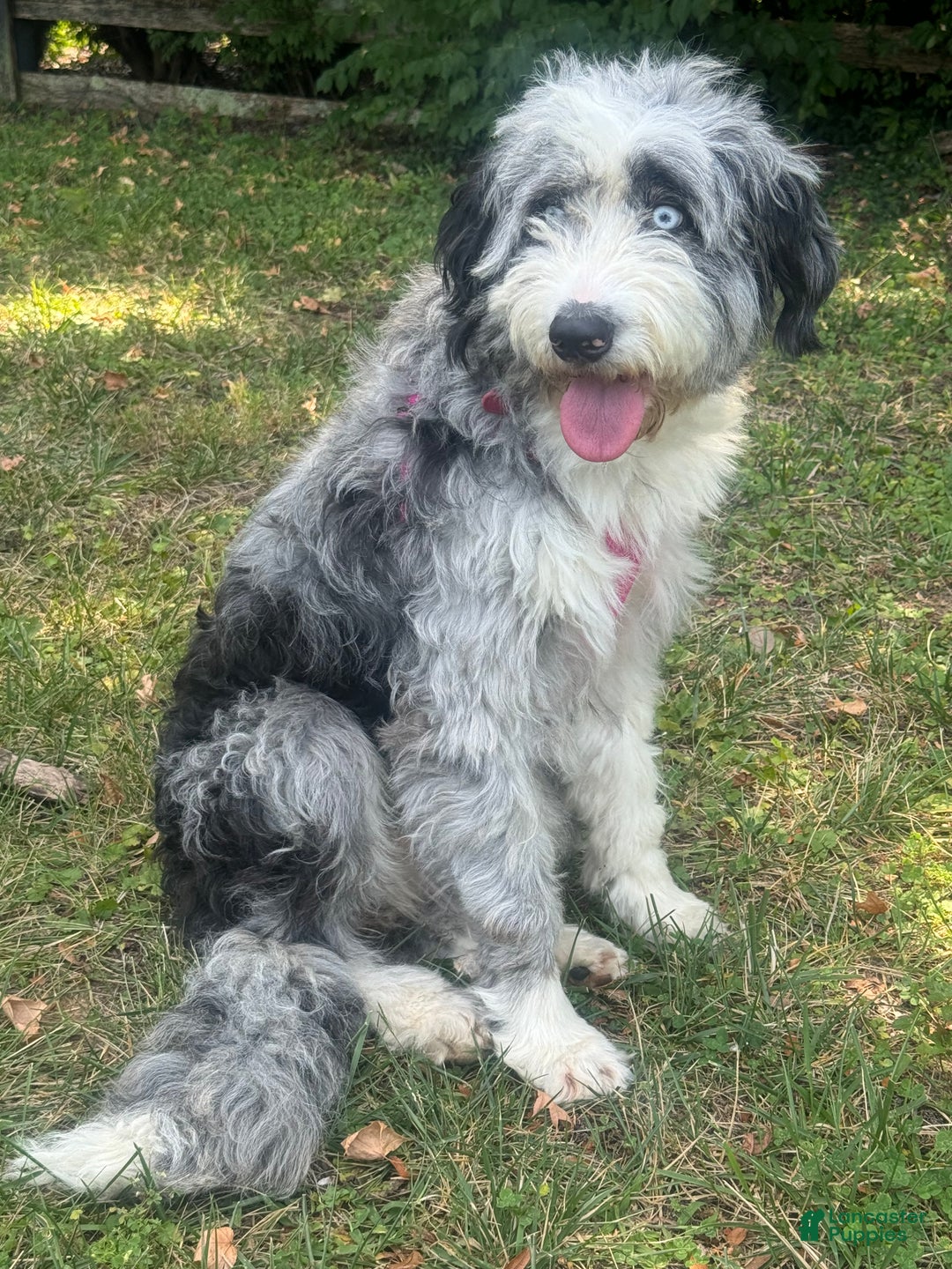 Bernedoodle dogs for sale: Australian Mountain Doodle Fuller - Ad 6