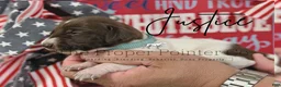 German Shorthaired Pointer dogs for sale: Justice  - Ad 1