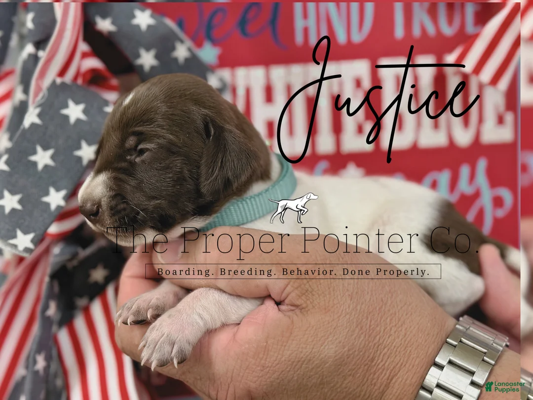 German Shorthaired Pointer dogs for sale: Justice  - Ad 1