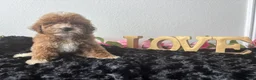 Mini Goldendoodle dogs for sale: Clint - Ad 6