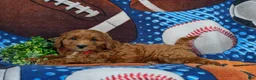 Cavapoo dogs for sale: Chauncey  - Ad 4