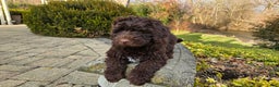 Portuguese Water Dog dogs for sale: Toby - Ad 9