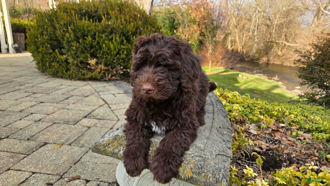 Portuguese Water Dog dogs for sale: Toby - Ad 9