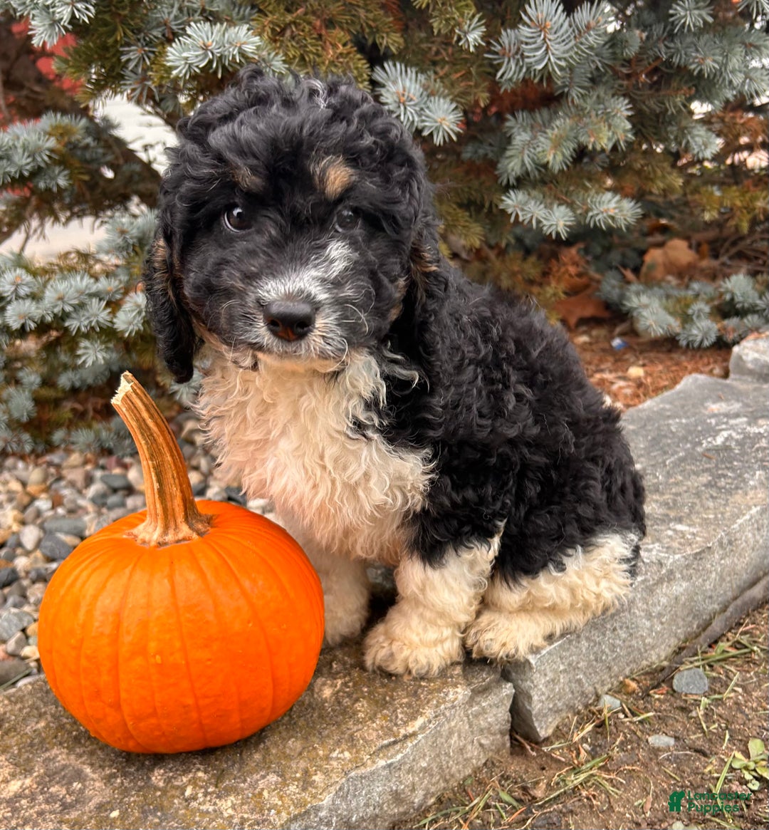 Cockapoo dogs for sale: Luca - Ad 3