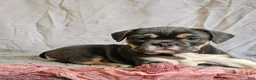 Mixed Breed dogs for sale: Freelance Blue Girl - Ad 6