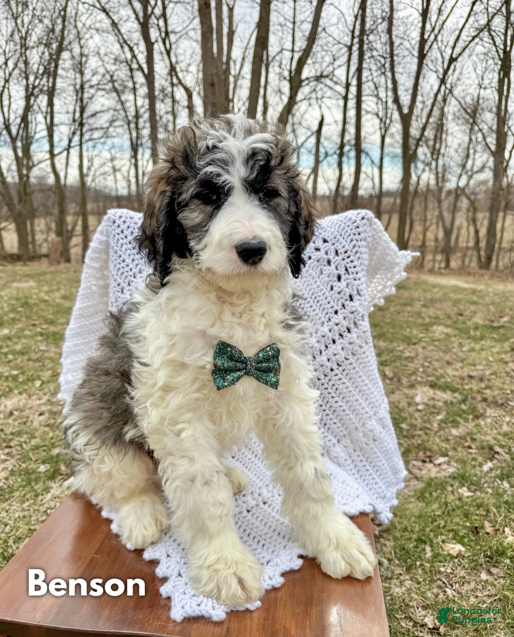 Saint Berdoodles dogs Benson - Ad 1