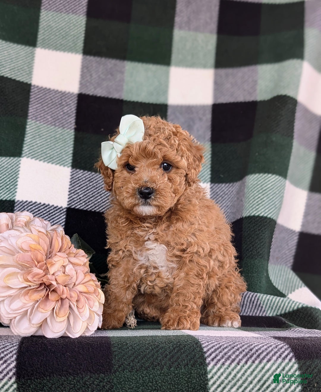 Miniature Poodle dogs for sale: Priscilla 9 lbs Full Grown - Ad 1