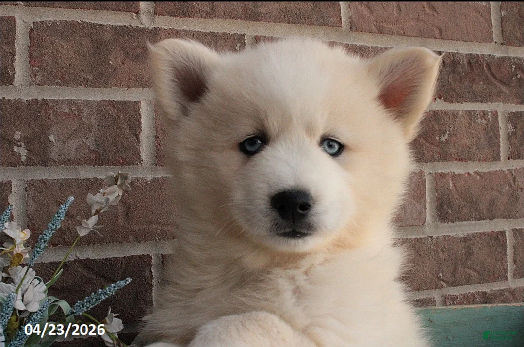 Pomsky dogs for sale: Paxton - Ad 2