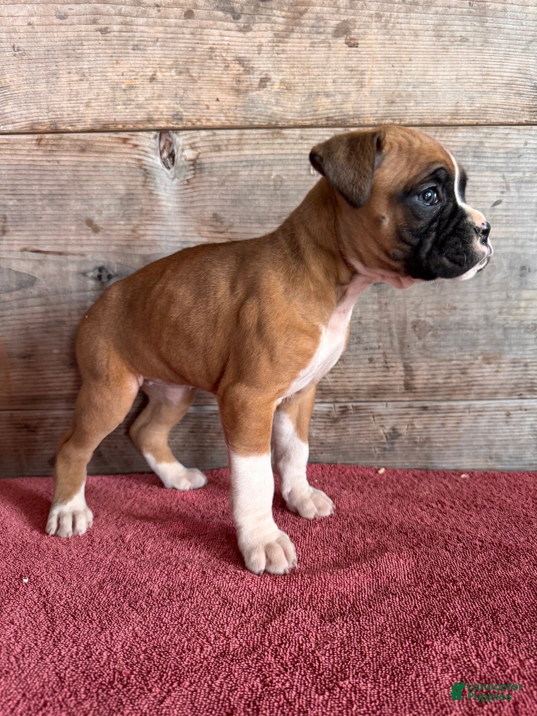 Boxer dogs for sale: Boxer Puppy 5 - Ad 3