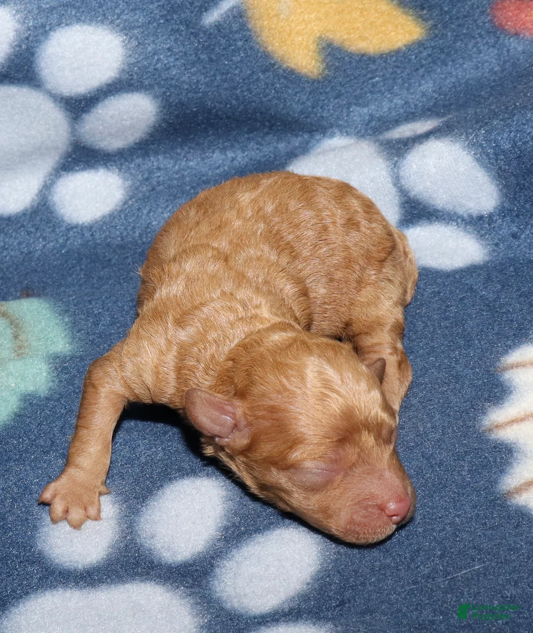 Toy Poodle dogs for sale: Summer’s apricot male - Ad 1