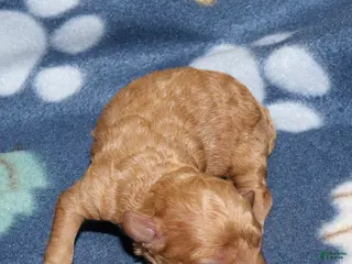 Toy Poodle dogs Summer’s apricot male - Ad 22