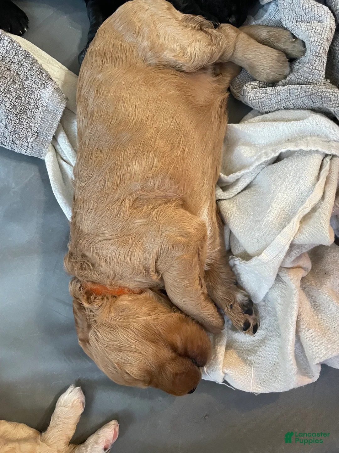 Goldendoodle dogs for sale: Goldendoodle 4 - Ad 2